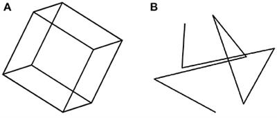 The Concept of Symmetry and the Theory of Perception